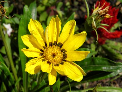 Flower yellow flower macro