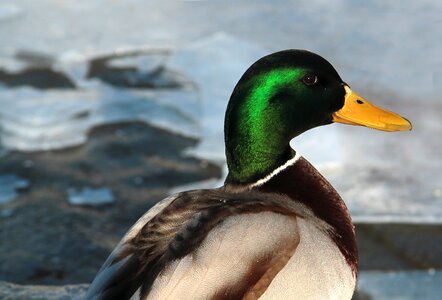 Winter eye bird