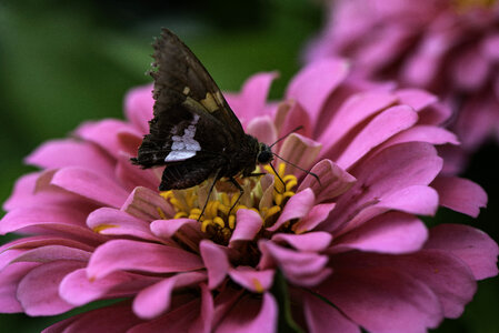 Violet flowers with black butterfly photo