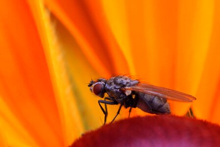 Animal flower blossom