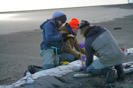Common eider research project-1