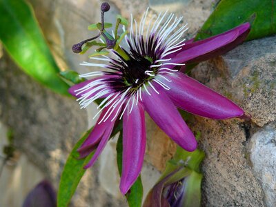 Bloom bloom plant