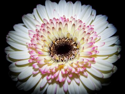 Macro fragrance romantic