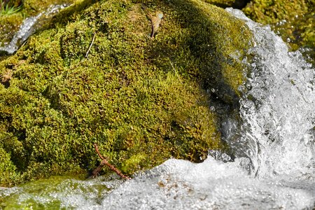 Lichen moss water