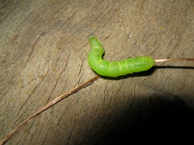Garden larva worm