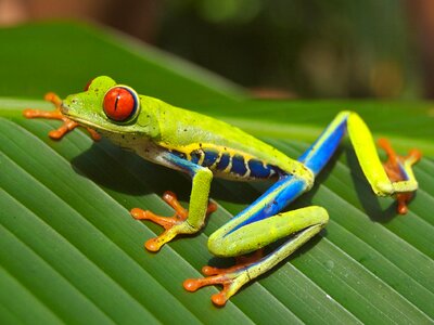 Amphibian tropical macro photo