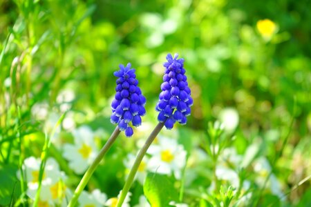 Flower blue spring photo