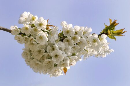 Flowering trees flowers cherry blossoms