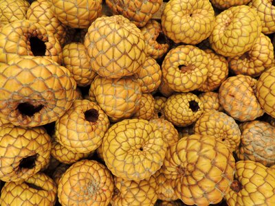 Decoration dry nature