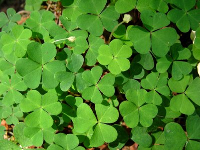 Green nature sorrel