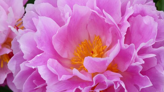 Spring pink flower close up