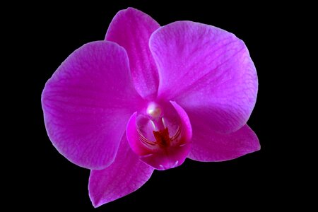 Purple purple flower close up