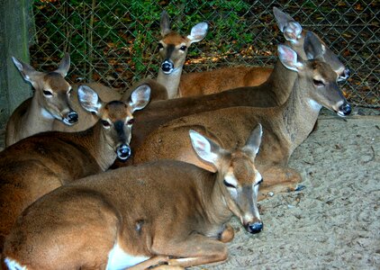 Tame herd wildlife