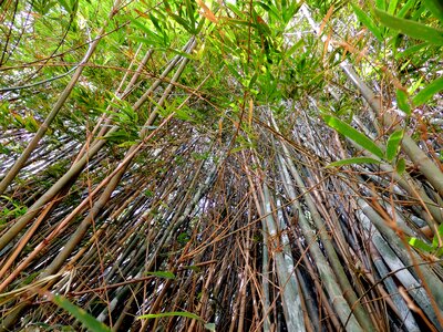 Bamboos bamboo grove bamboo forest photo