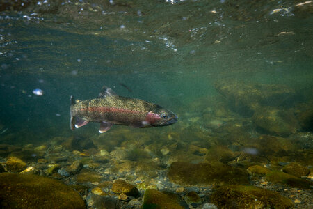 Rainbow trout-1 photo