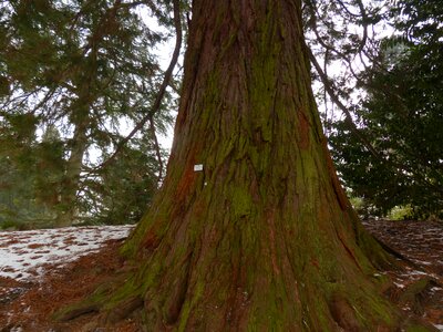 Tree sequoia sequoioideae photo