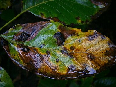 Fall color colorful rain photo