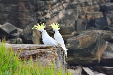 Bird australia fly photo