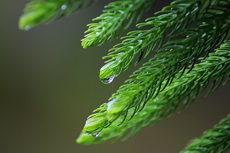 Drops plant leaves water plant