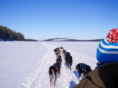 A Team of Siberian Sled Dogs Pulling a Sled Through the Winter Forest photo