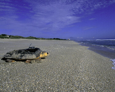 Loggerhead sea turtle 