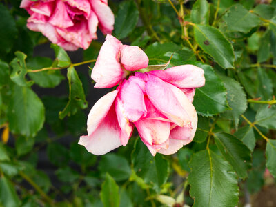 Rose in a Bush photo