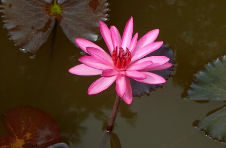 Red water lily lal shapla lal kamal photo
