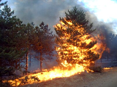 Pine fire flare