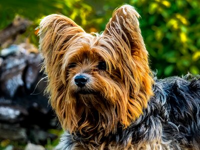 Dog yorkshire terrier small dog photo
