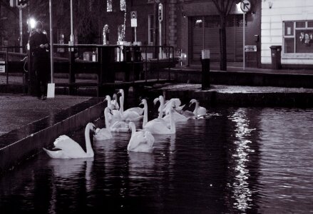 Dublin At Night Swans Free Photo photo