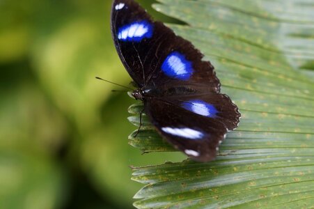 Animal arthropod biology