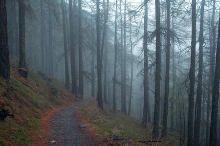 Pathway tree organic photo