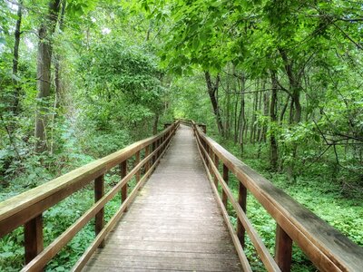 Pedestrian walkway forest trees photo