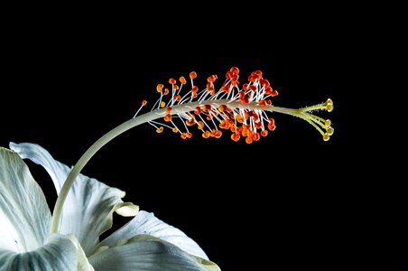 Flower white marshmallow photo