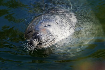 Predator seal crawl