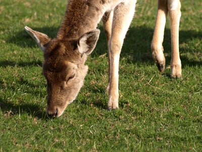 Mammal animal nature photo