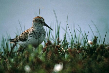 Bird grass plants Scolopacidae