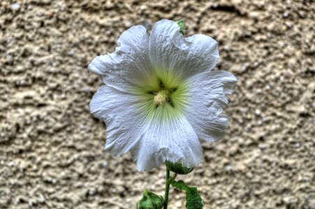 Nature plant summer