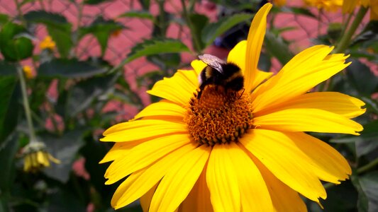 Agriculture beautiful flowers bee photo