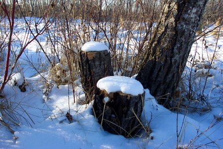 Winter wood coppice photo