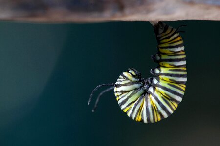 Bug butterfly close photo