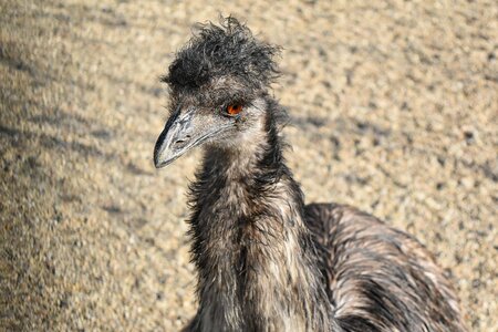 Ostrich animal avian photo