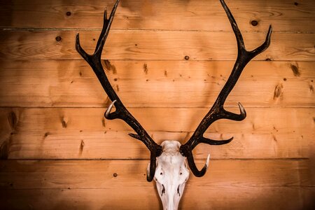 Animal deer fauna