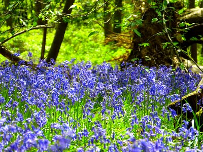 Spring blue flower