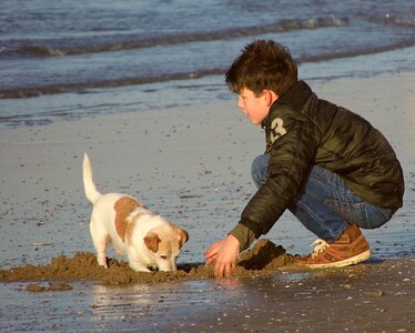 Dog sea beach photo