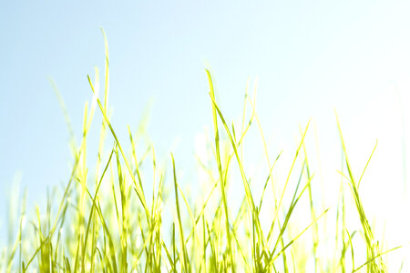 Spring grass photo