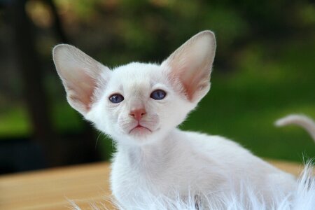 Cat baby curious fur