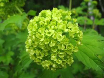 Cluster flower bud flower garden