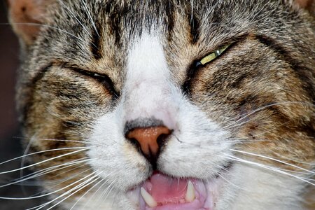 Close-Up domestic cat nose photo