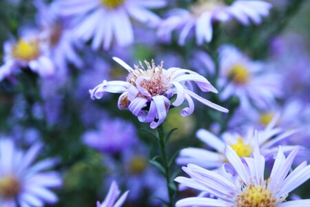 Beautiful Flowers biology bloom